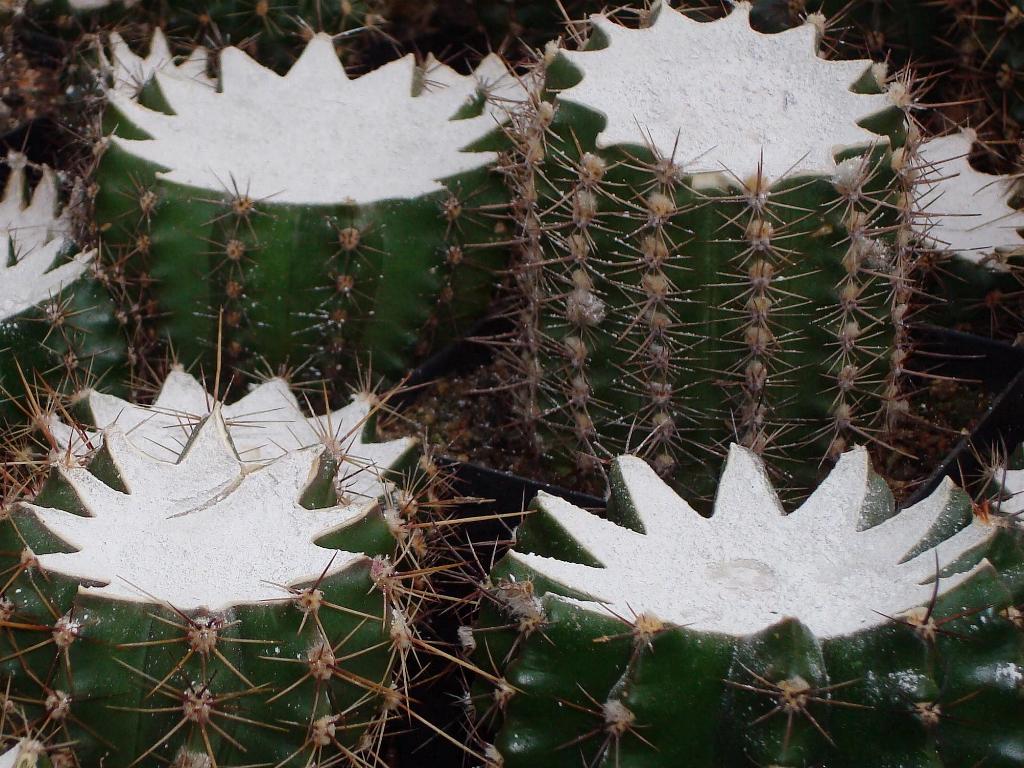 Eigene Echinopsis/Schickaufzucht6.jpg